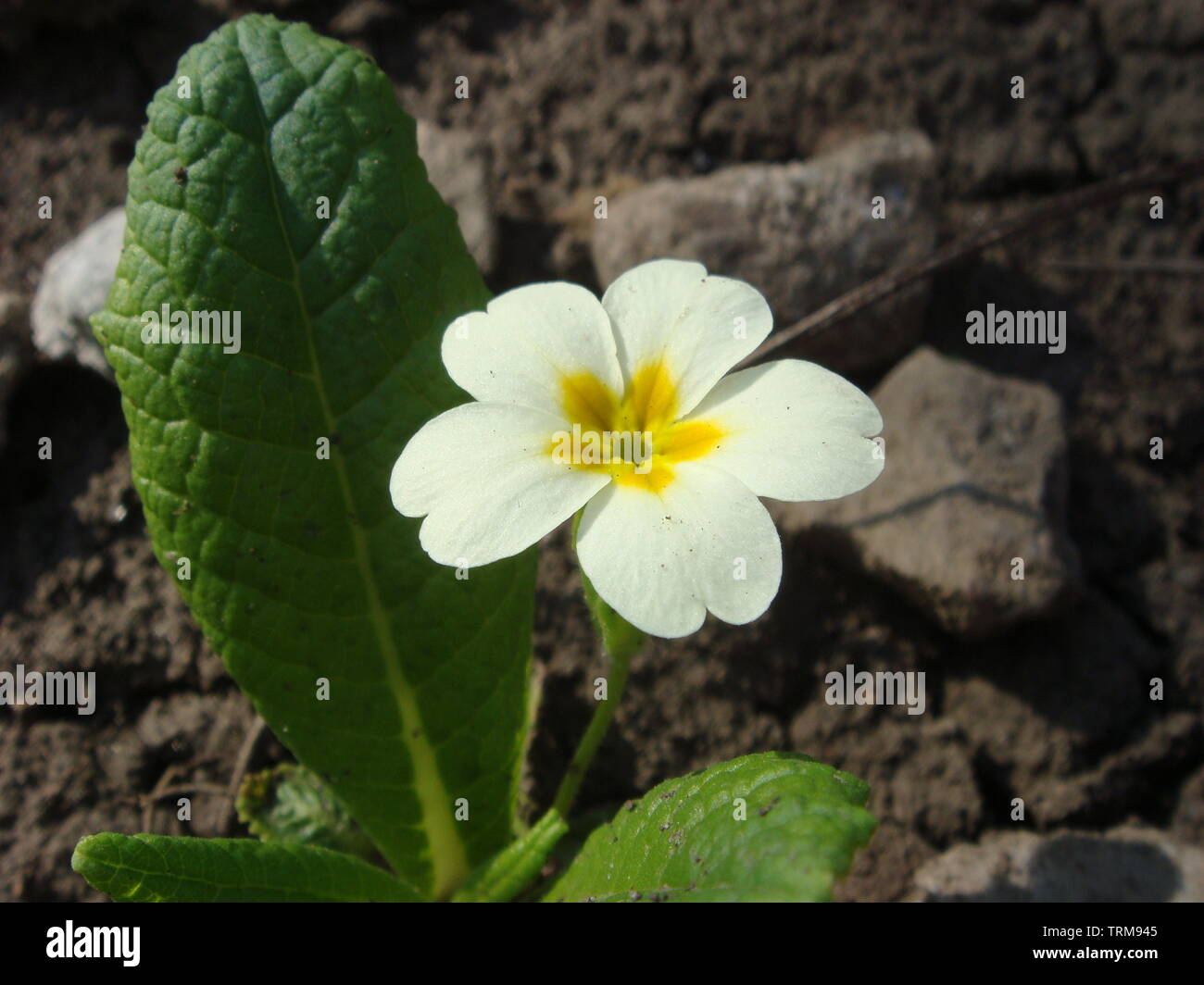 Flores blancas de las prímulas (Primula vulgaris) o inglés primrose  primavera florecen en el jardín. Delicados pétalos y estambres que atraen a  las abejas la ga Fotografía de stock - Alamy