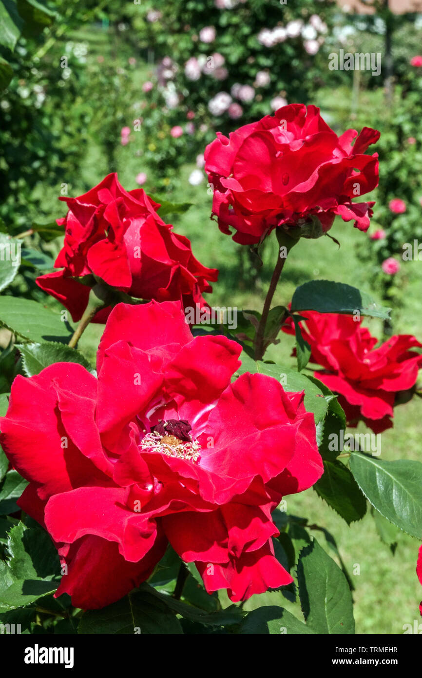 Arbusto Rosa, Rosa 'Decor' Foto de stock