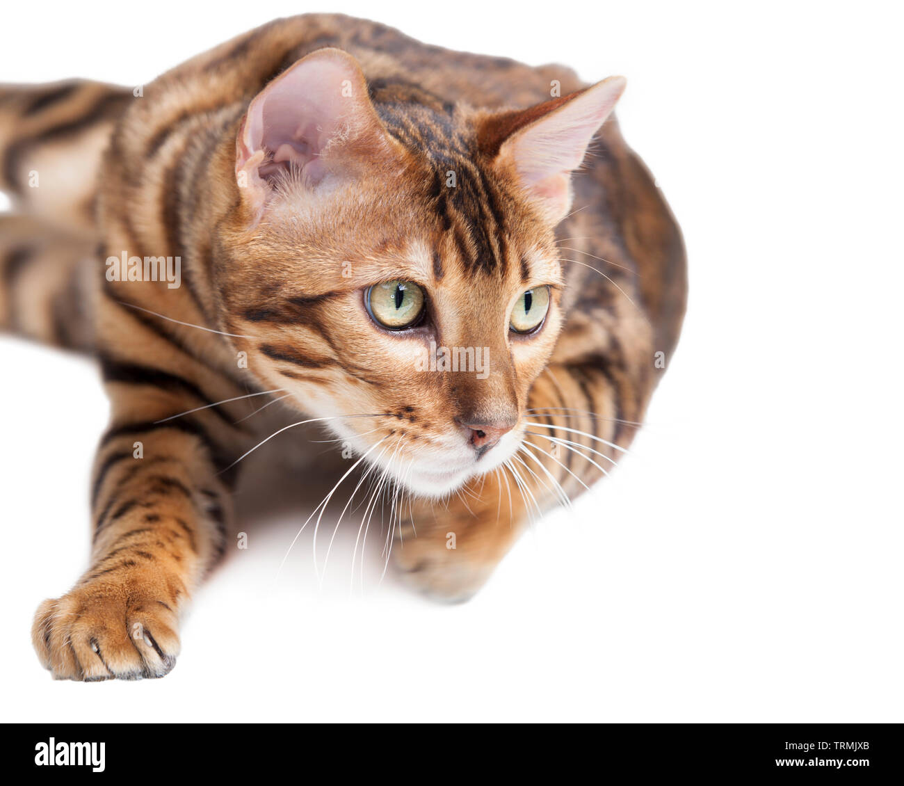 Hermoso macho gato de Bengala en busca de distancia con una intensa mirada listo para saltar el recorte aislado sobre fondo blanco. Foto de stock