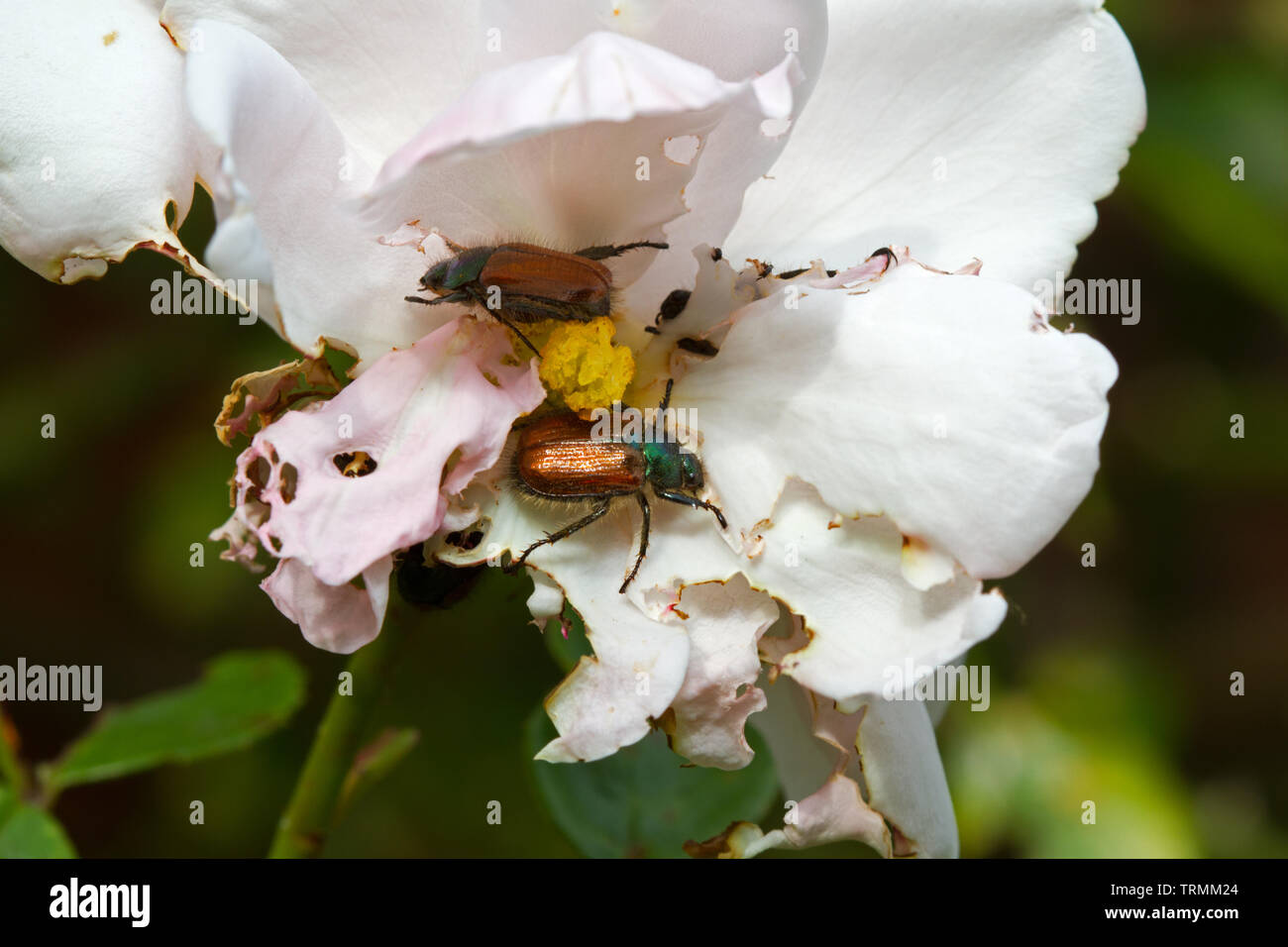 Jardín Chafers, también conocido como Jardín de follaje escarabajos, dañando los pétalos de rosa blanca Foto de stock