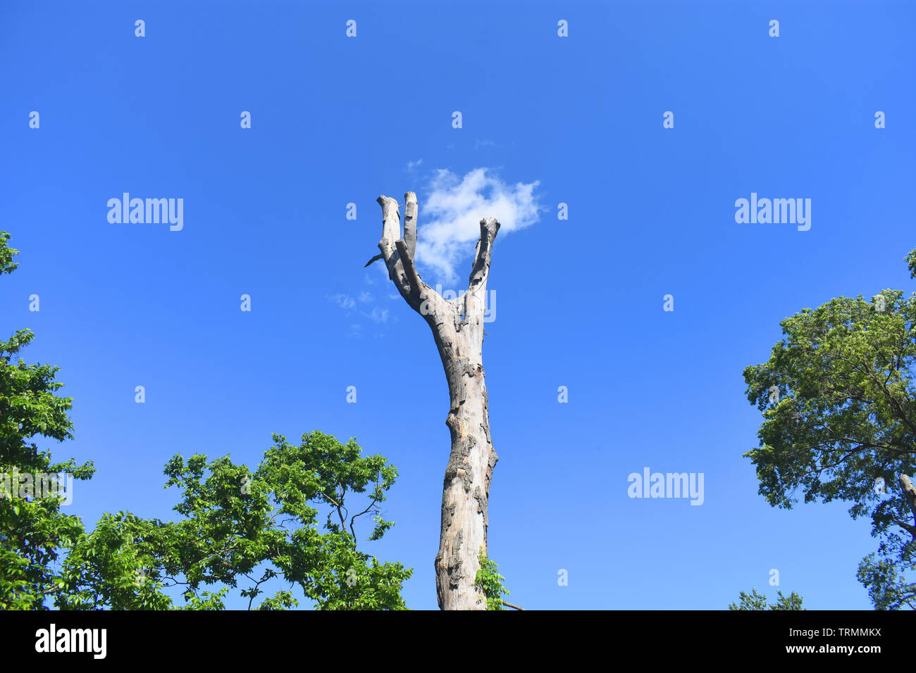 Las ramas del tronco de un árbol muerto parece estar alcanzando una nube pasajera Foto de stock