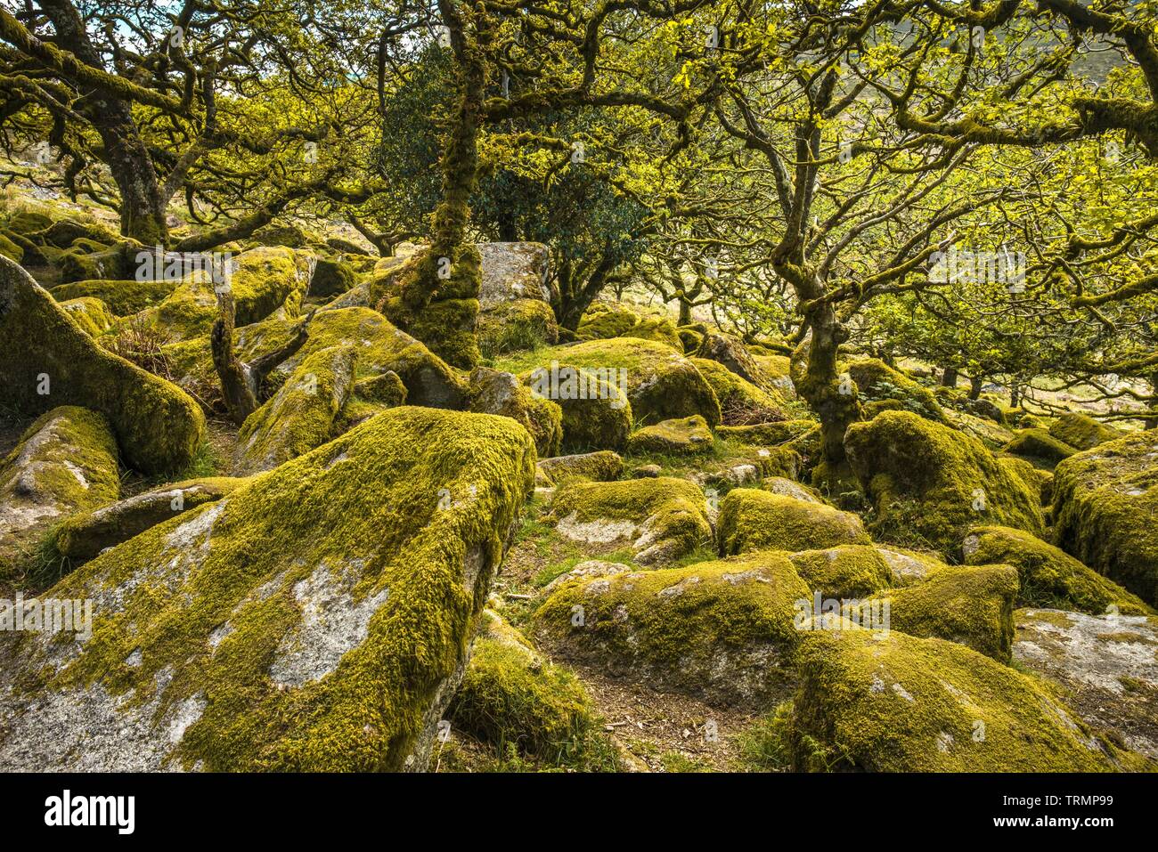 Robles sésiles y Moss en la madera Wistman Dartmoor Devon Inglaterra GB Islas Británicas Foto de stock