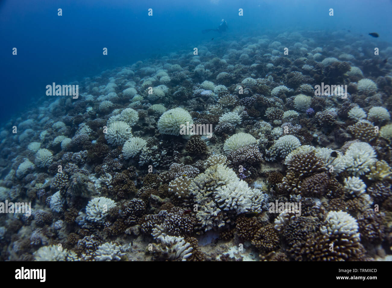Blanqueamiento de Coral, mientras que el buceo en la isla de Huahine, Islas Sociedad, Polinesia Francesa Foto de stock