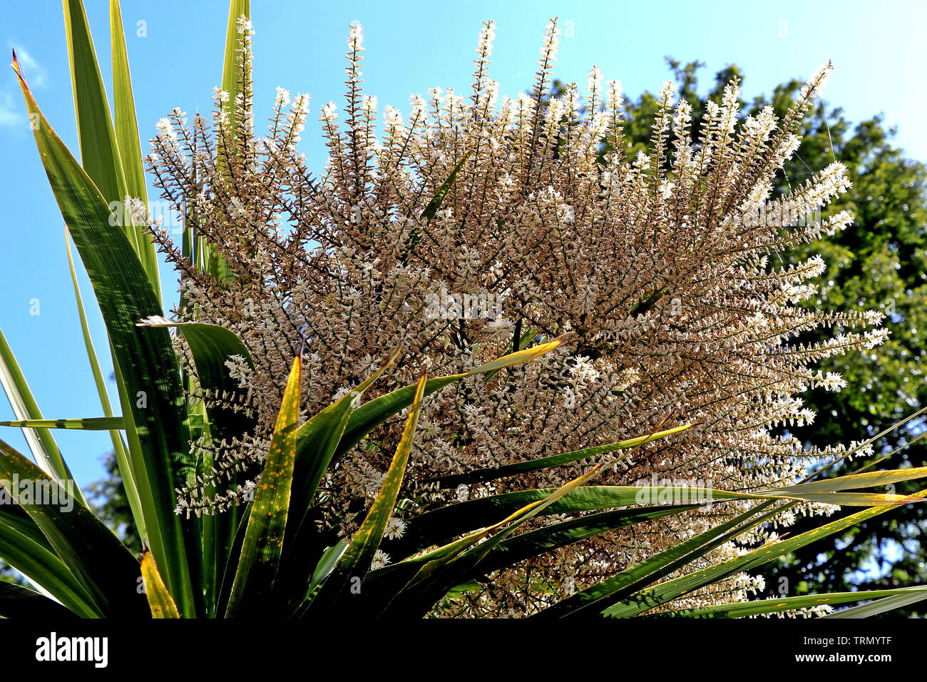 Torbay, Palm, Palm (o repollo Cordyline australis) es un miembro de la familia de espárragos (Asparagaceae), un árbol siempreverde-como la planta que crece hasta 20m Foto de stock