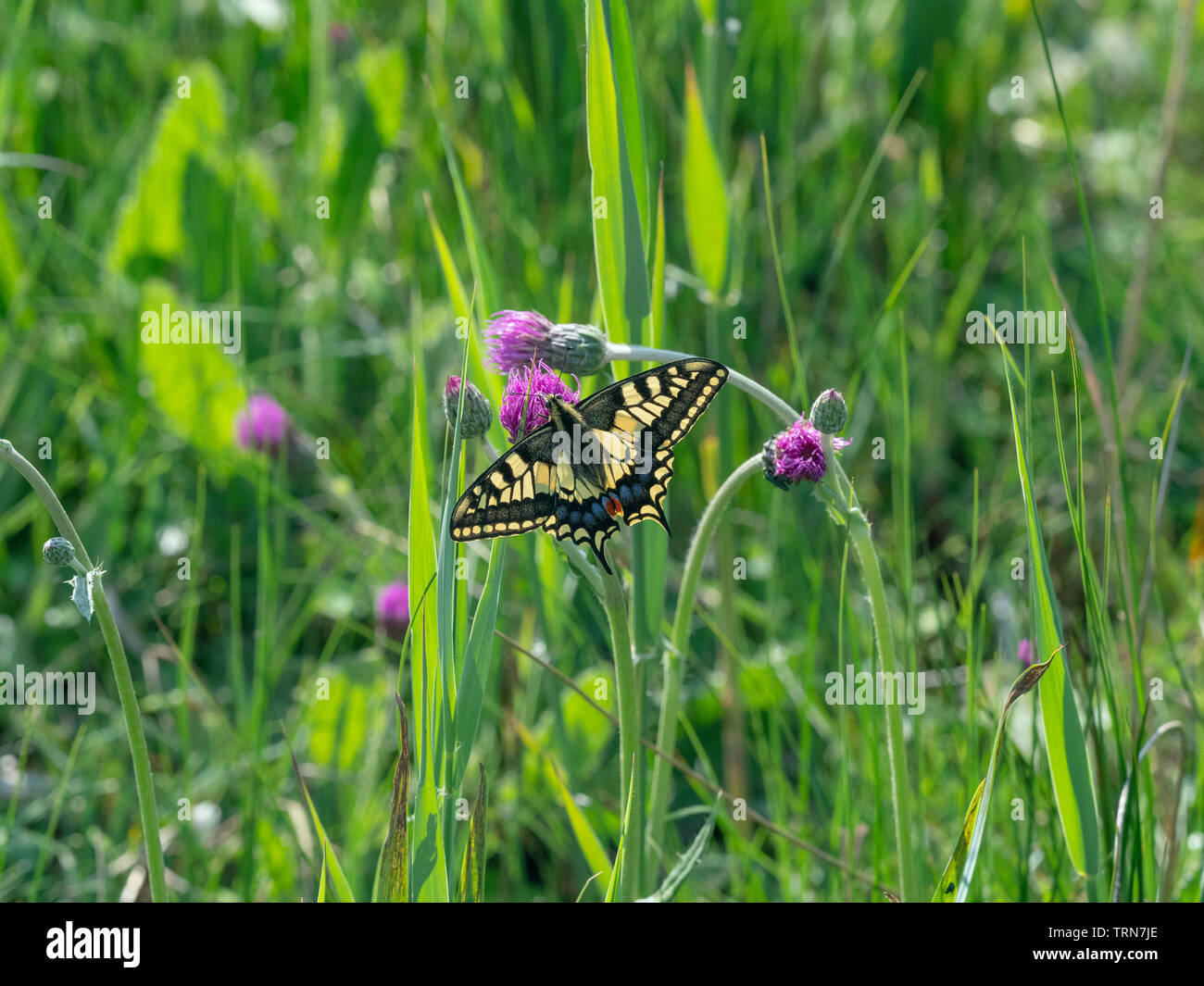 Especie de mariposa Papilio machaon en Norfolk Broads Foto de stock