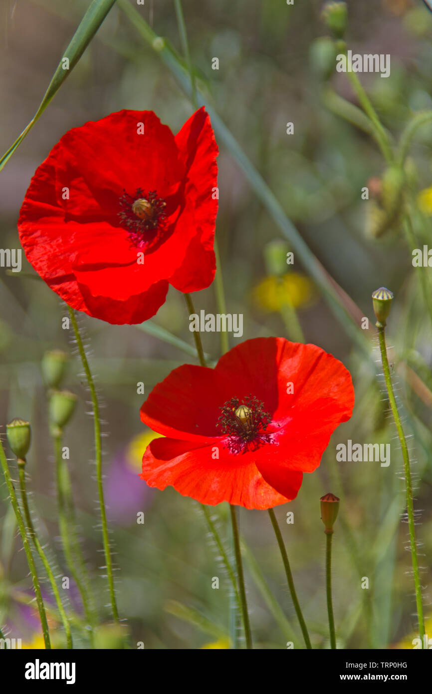 Close-up de dos flores de color rojo brillante de la amapola Foto de stock