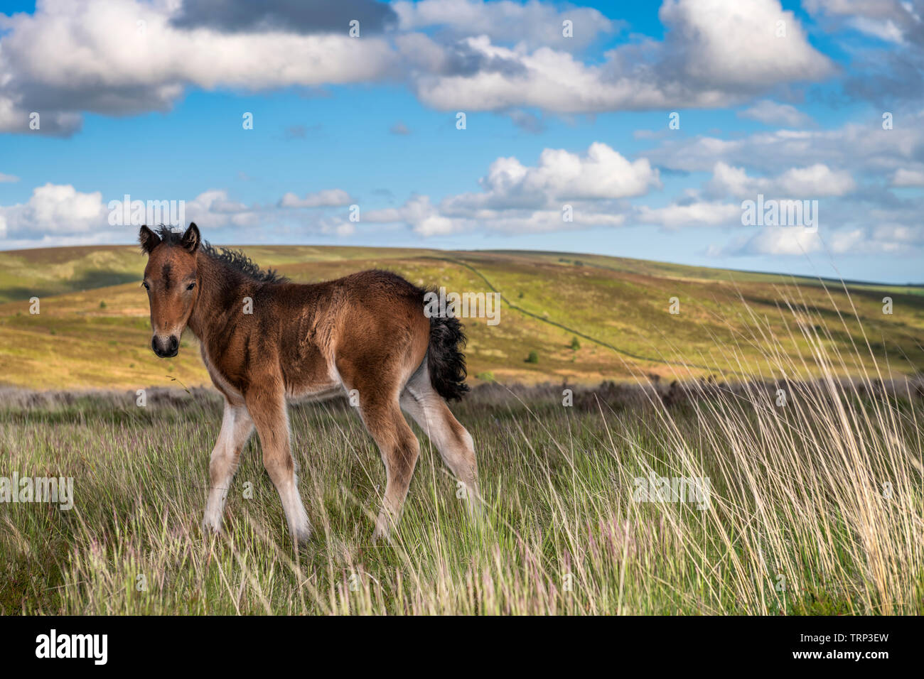 Un recién nacido salvajes Dartmoor foal busca la protección de su madre en los páramos azotados por el viento cerca de Postbridge. Foto de stock