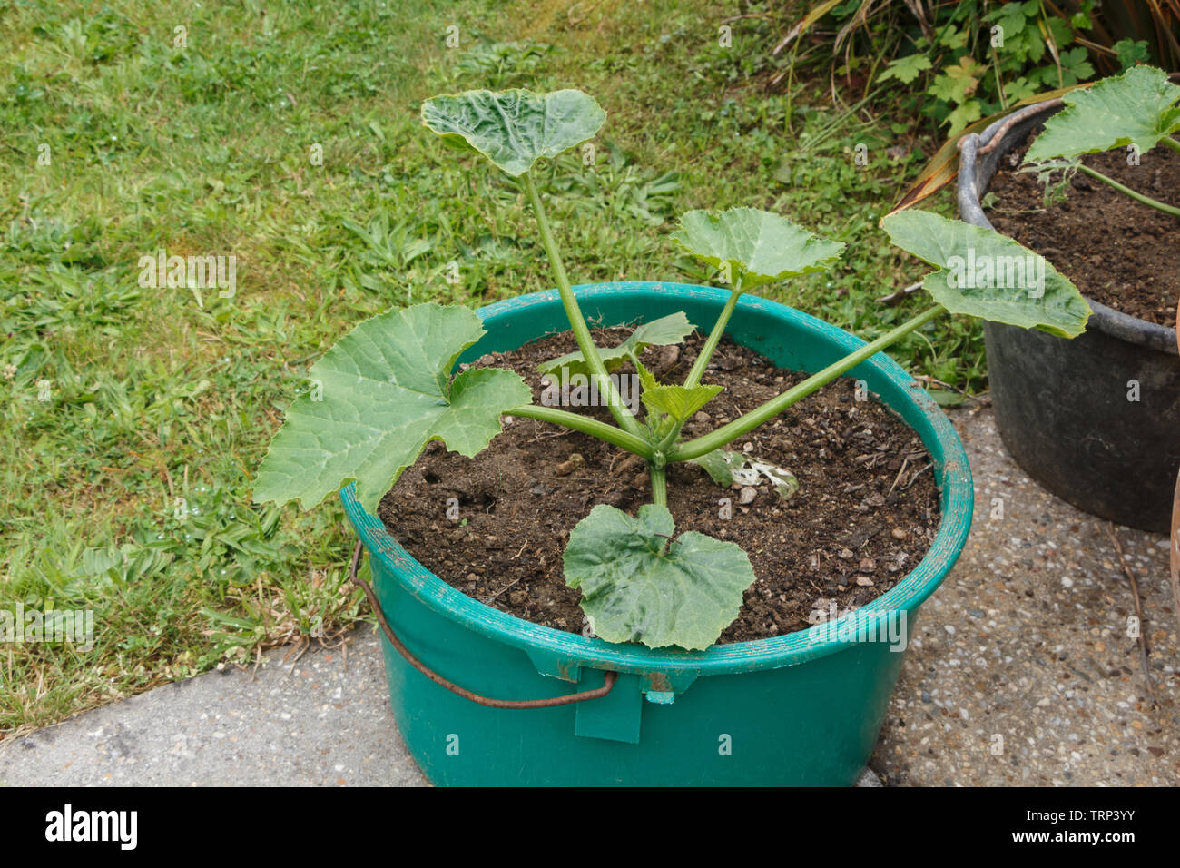 Planta de calabacín crece en una maceta de plástico en un jardín Fotografía  de stock - Alamy