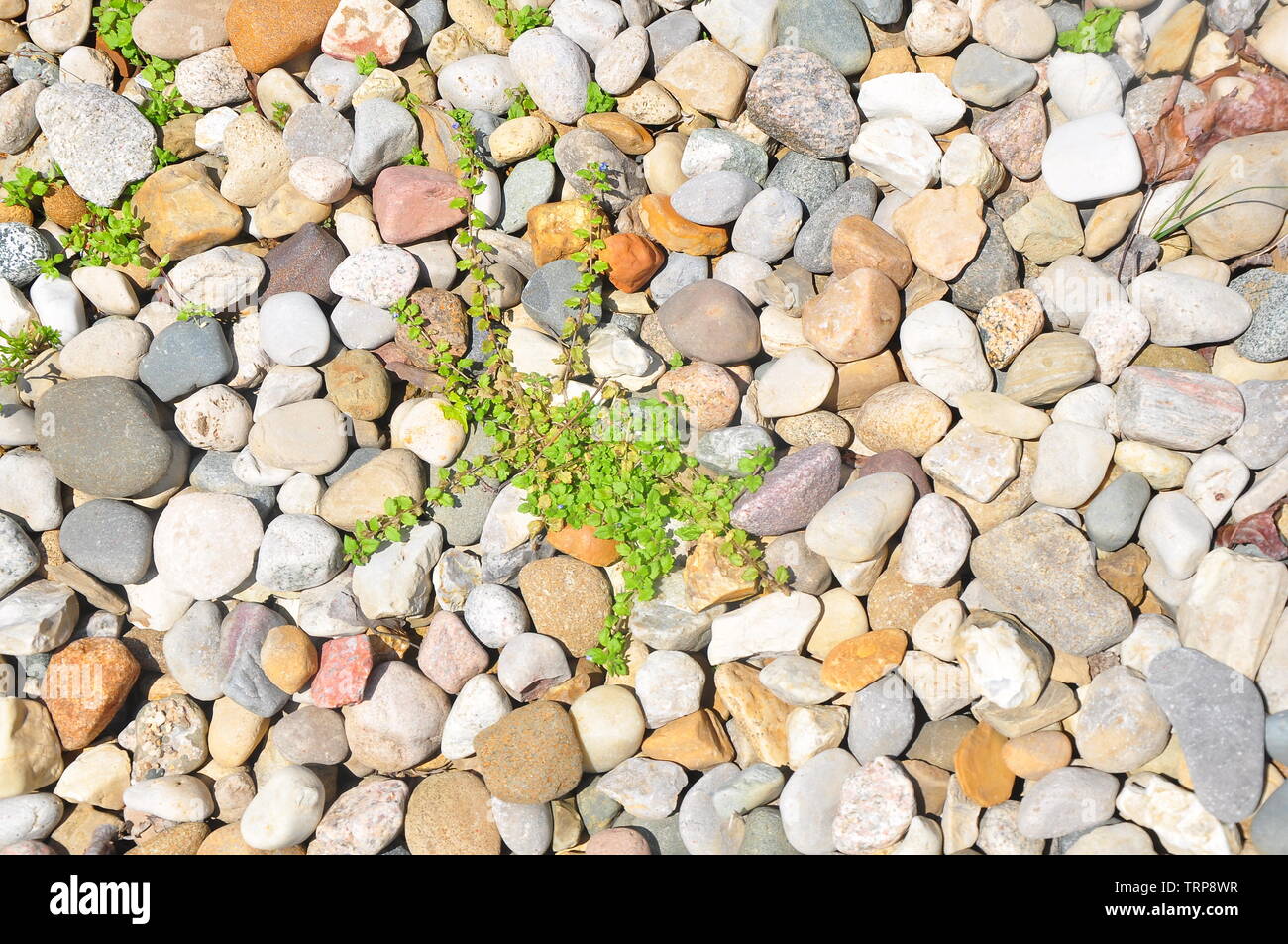 Guijarros decorativos Fotos e Imágenes de stock - Alamy