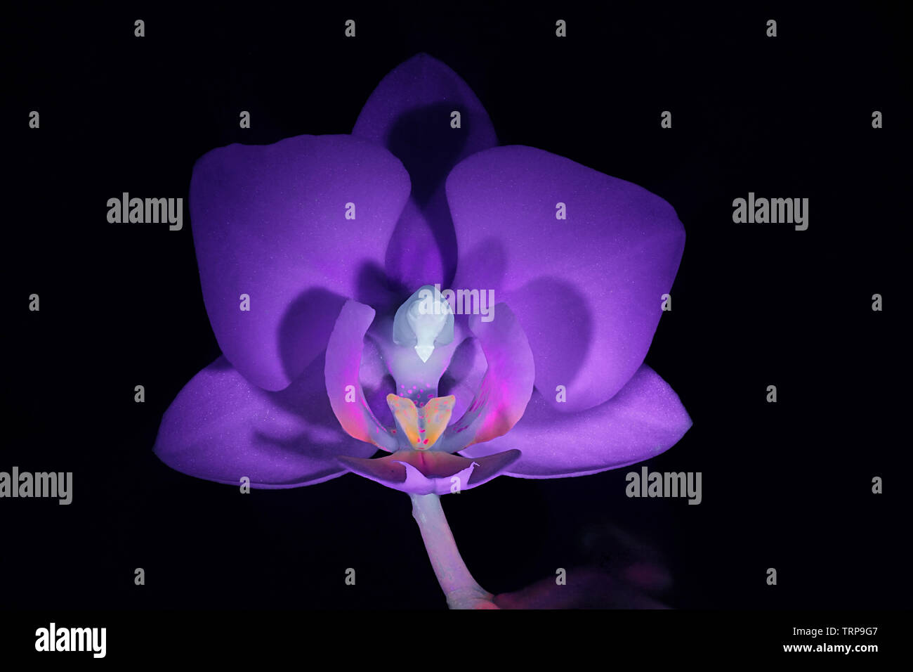 Moth orchid fluorescencia en luz ultravioleta (365 nm). Foto de stock