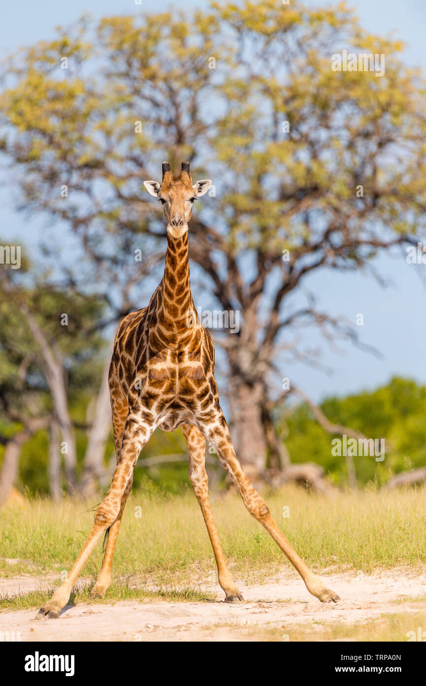 Un macho grande Jirafa Giraffa camelopardalis visto en Zimbabwe es el Parque Nacional de Hwange. Foto de stock
