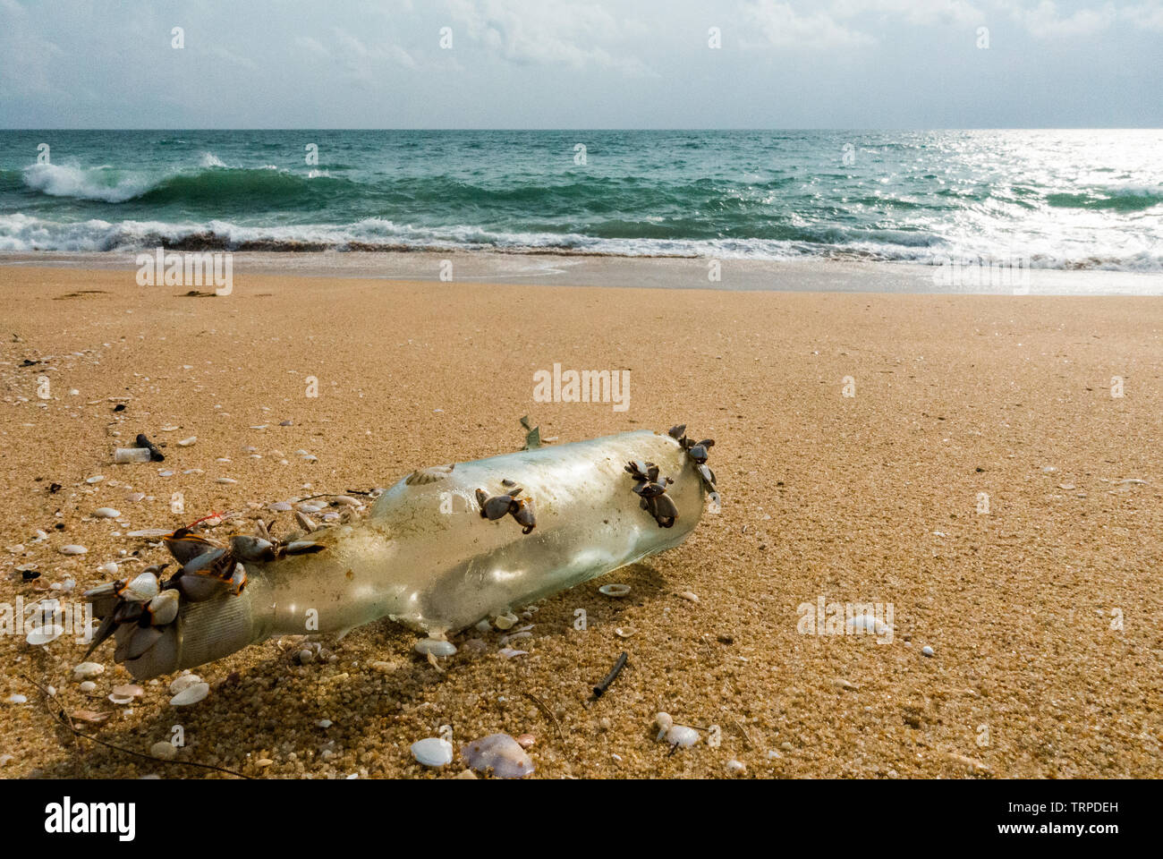 Botella de vidrio cubiertos con percebe en la playa. Foto de stock