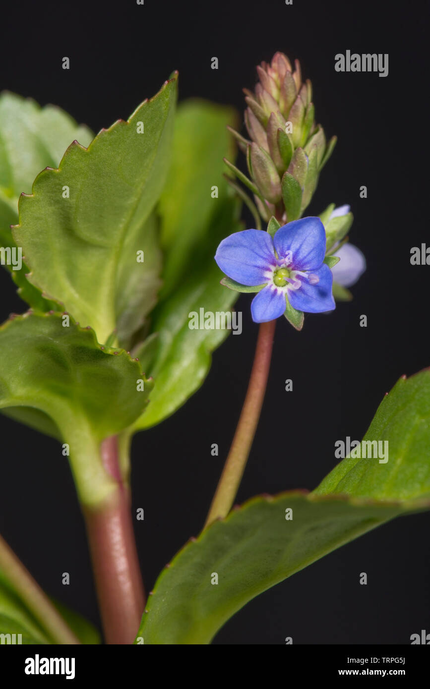 Hojas suculentas y carnosa flor azul de la planta acuática marginal, Veronica beccabunga brooklime, Berkshire, Mayo Foto de stock
