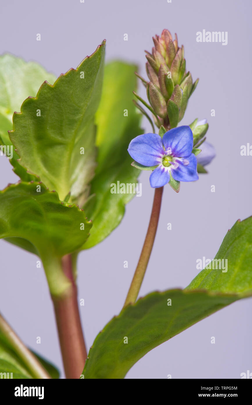 Hojas suculentas y carnosa flor azul de la planta acuática marginal, Veronica beccabunga brooklime, Berkshire, Mayo Foto de stock