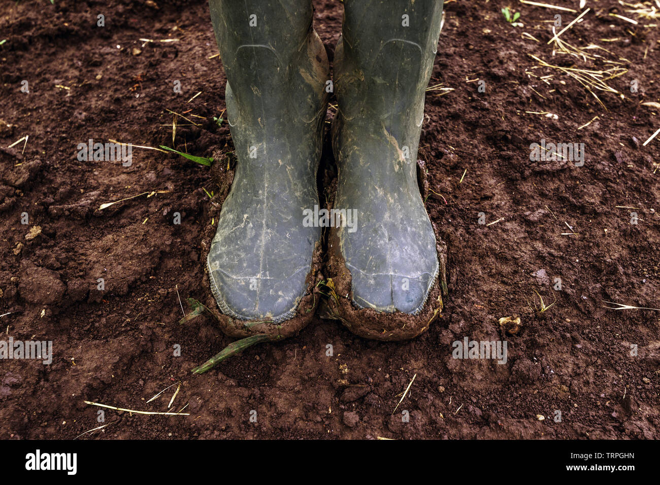 Sucias botas de goma del agricultor sobre fangosas country road. Agrónomo  es caminar la ruta a través de los campos de cultivo después de fuertes  lluvias Fotografía de stock - Alamy