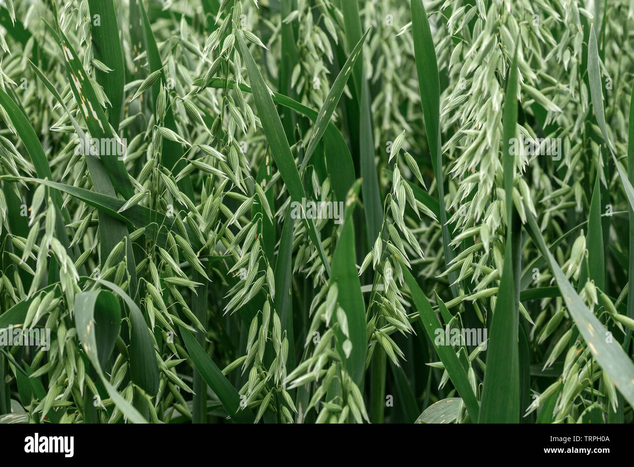 La plantación de cultivos de avena orgánica verde campo, el enfoque selectivo Foto de stock