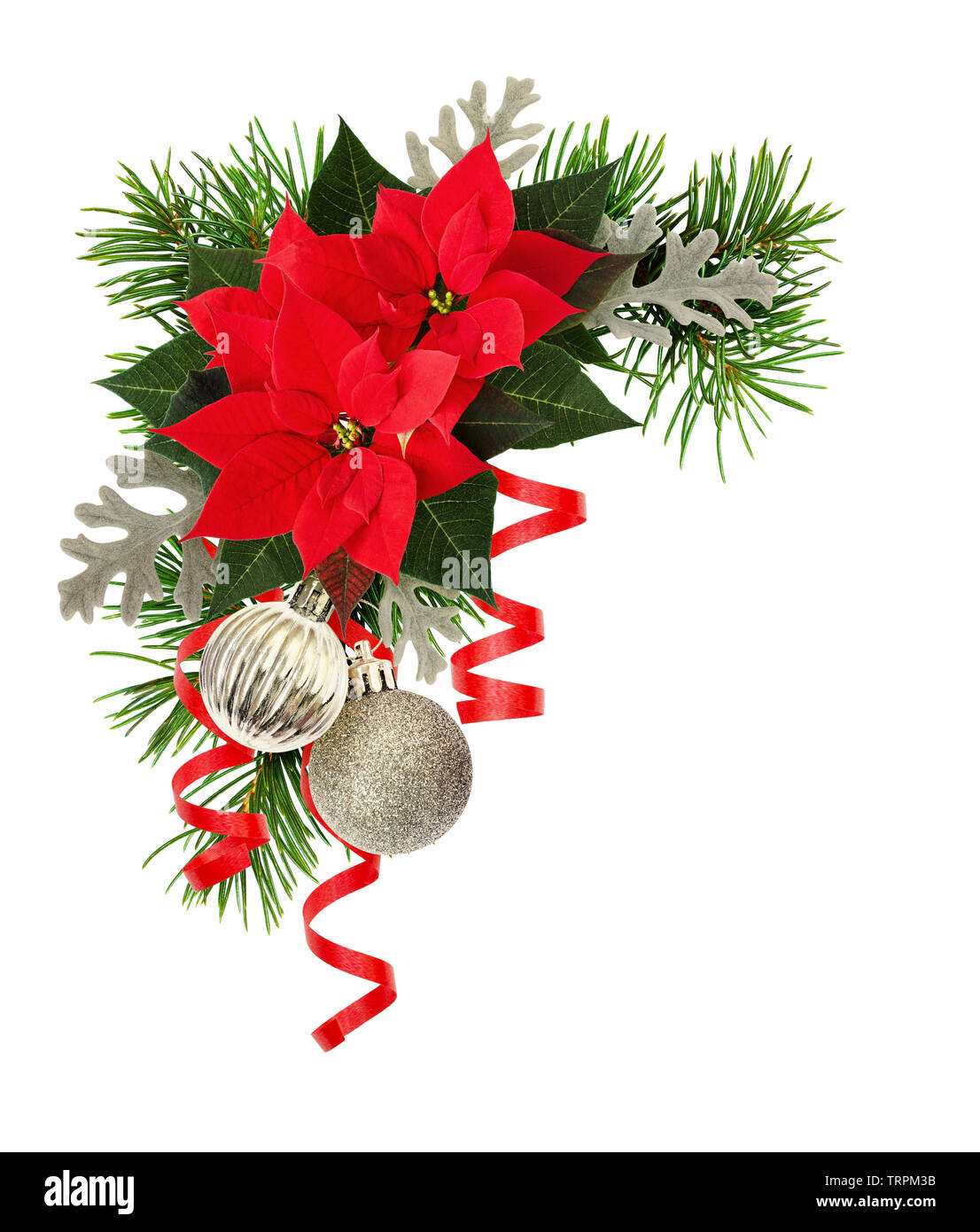 Decoraciones de Navidad y la flor de pascua flores en una esquina de  vacaciones arrabgement aislado sobre fondo blanco Fotografía de stock -  Alamy