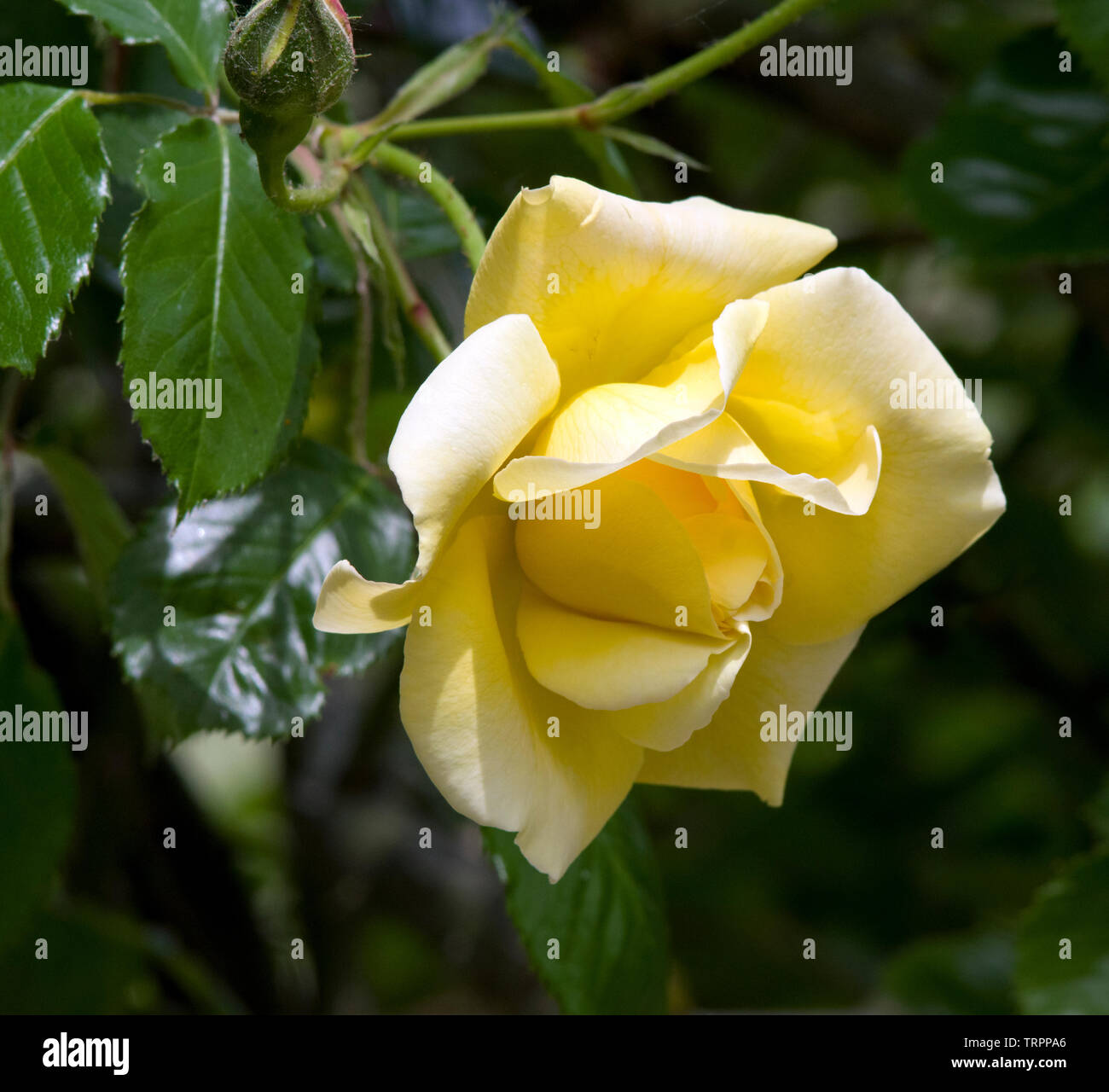 "Rosa de Oro Easlea Rambler' Foto de stock