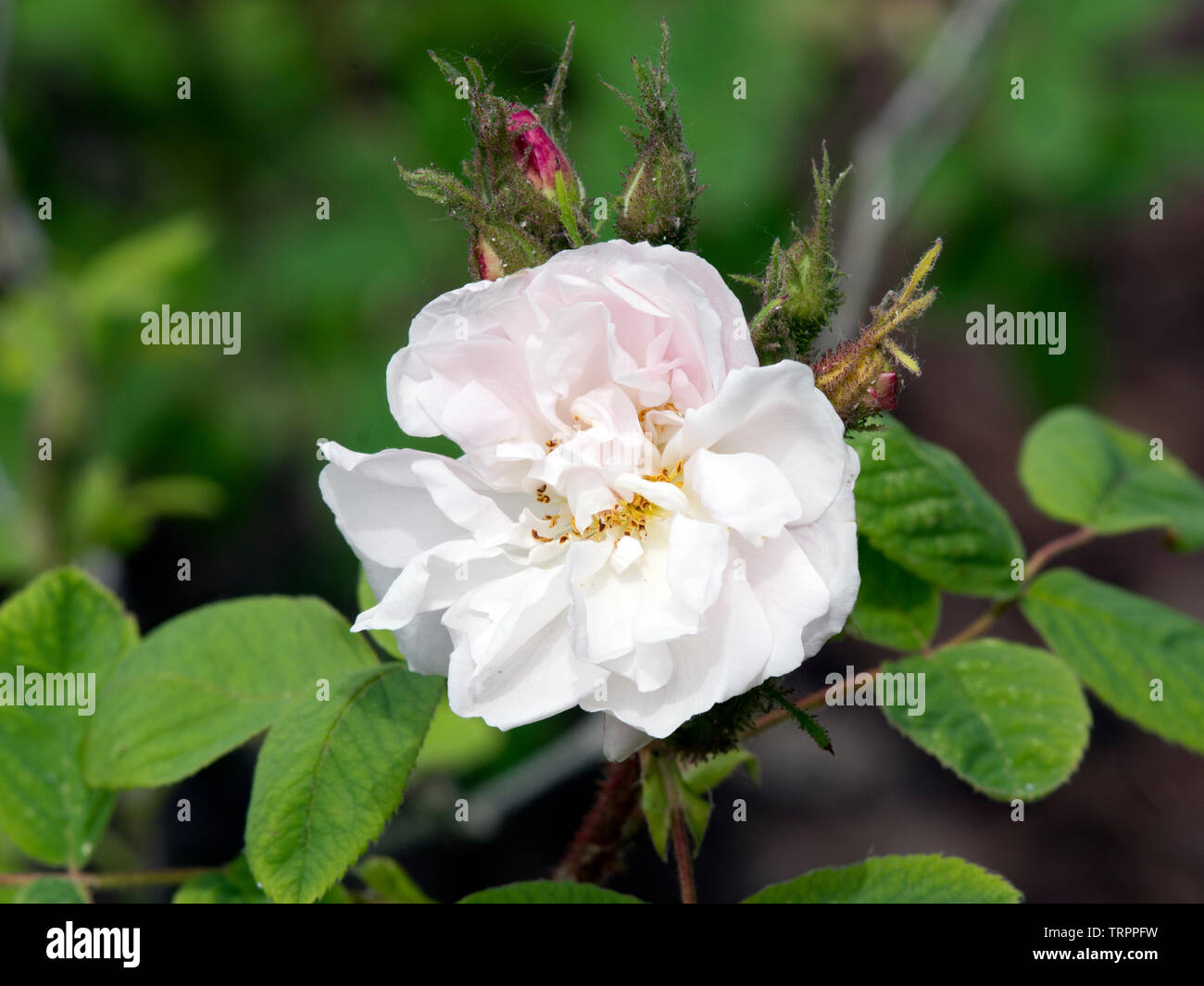 Rose "Quatre Saisons Blanc Mousseaux' Foto de stock