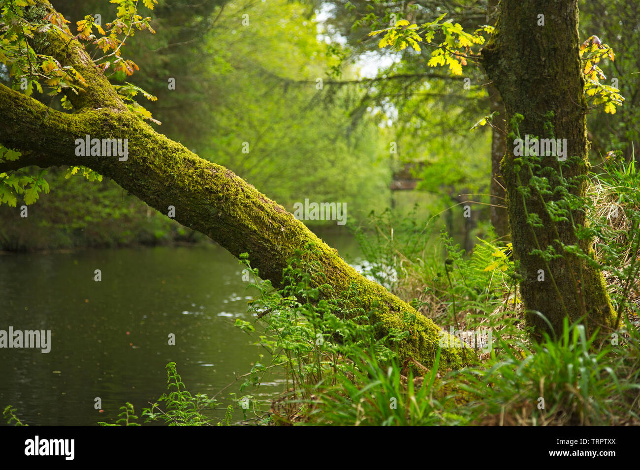 Un típico inglés hábitat riverside Foto de stock