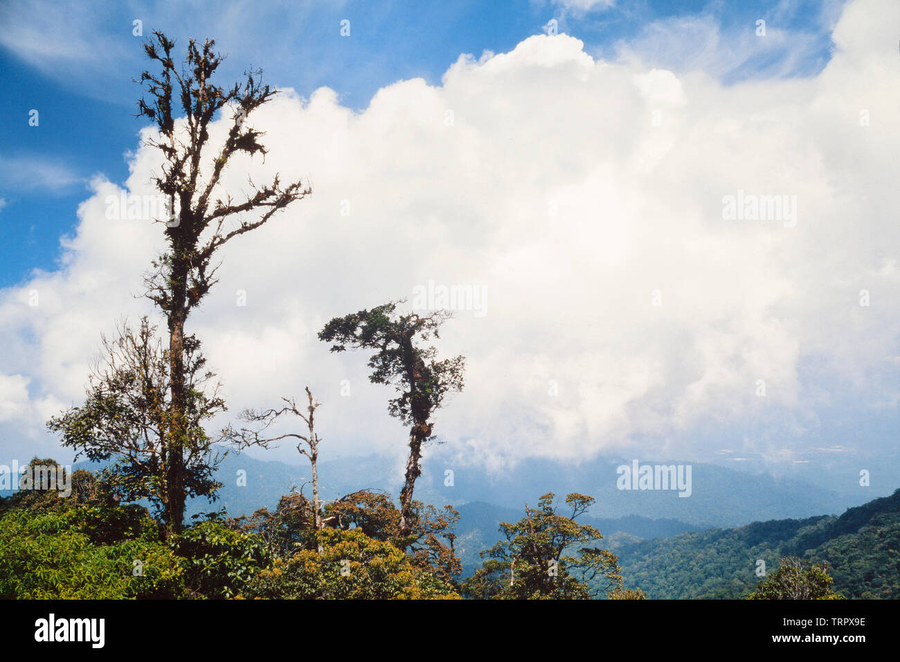 El Parque Nacional del Monte Kinabalu, Sabah, Malasia Oriental. Sendero de la Cumbre, ver a 3200 metros, mostrando matorral como hábitat. Foto de stock