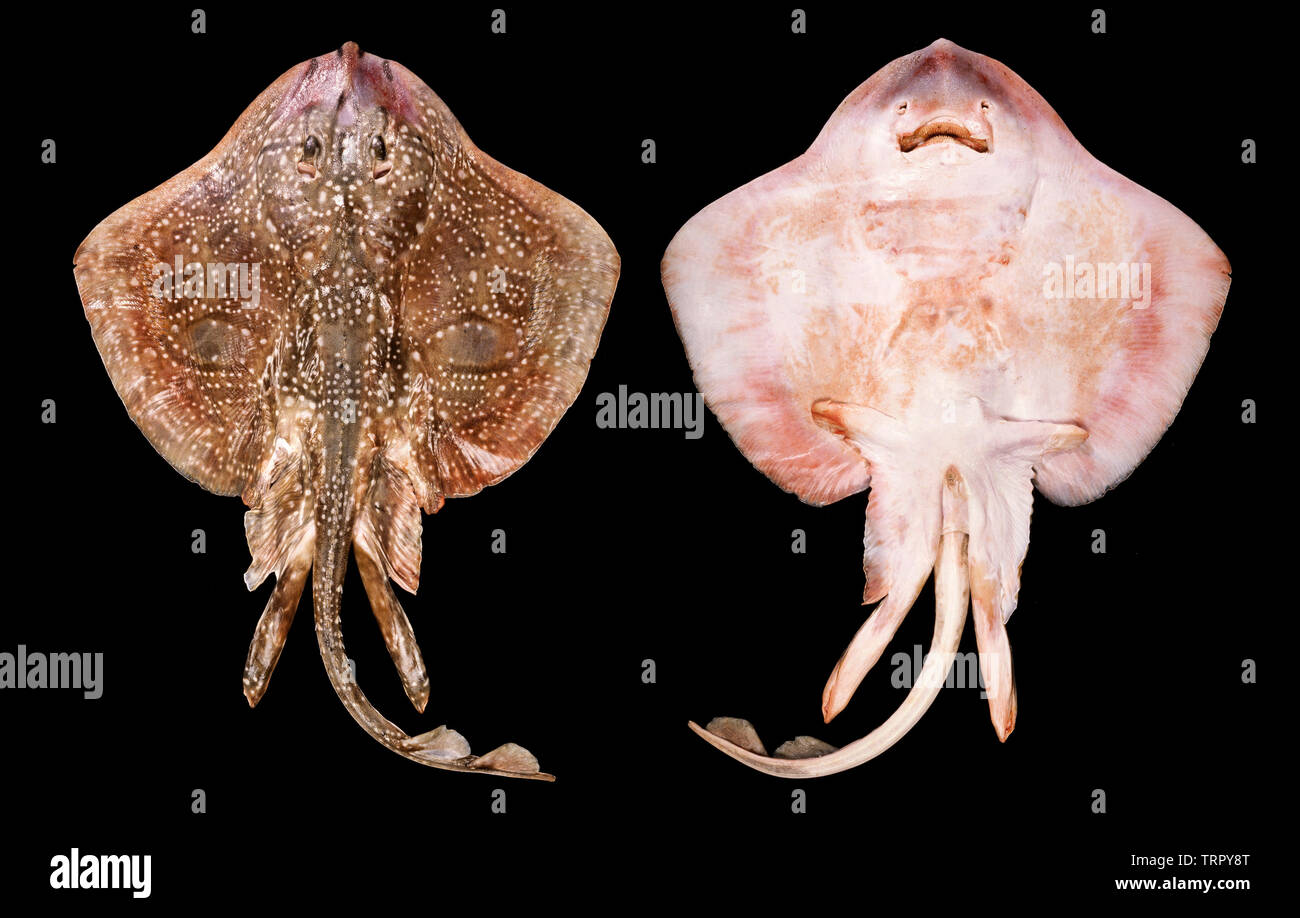 Thornback ray, Raja clavata, dorsal y ventral, opiniones, fondo negro Foto de stock
