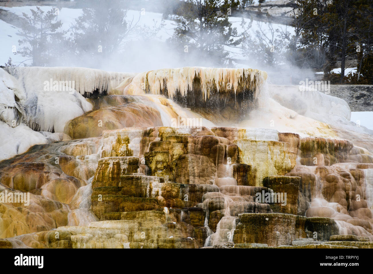 La formación de terrazas Mammoth Hot Springs cerca de la sede del Parque Nacional de Yellowstone, en Wyoming, en América del Norte. Foto de stock