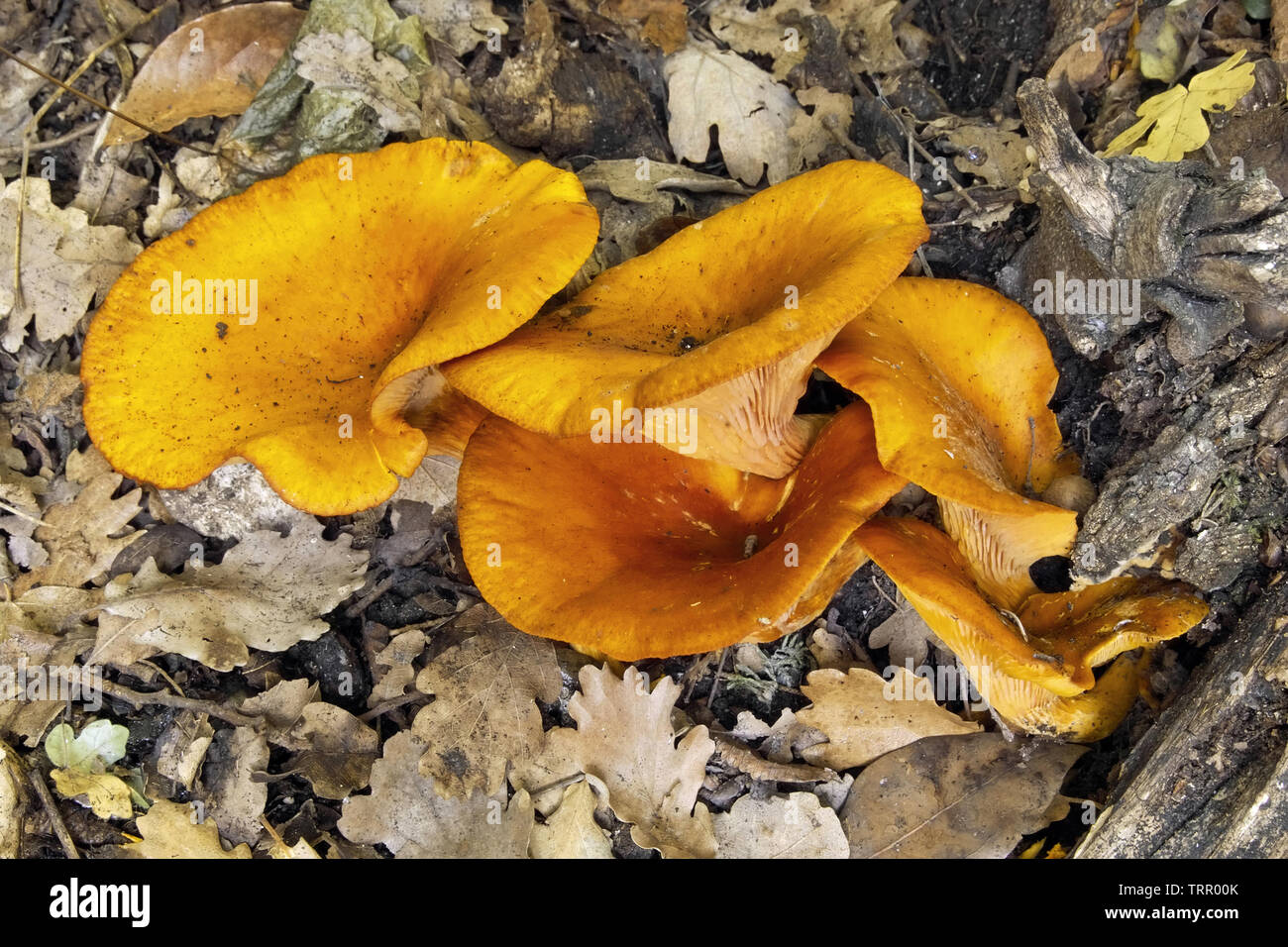 Especímenes de omphalotus olearius, jack o lantern mushroom Foto de stock