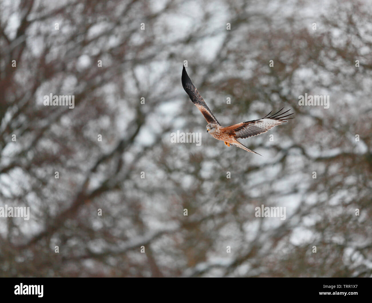 [Milvus milvus Milanos] - Granja Gigrin Rhayader, Gales, Reino Unido - en el snow light Foto de stock