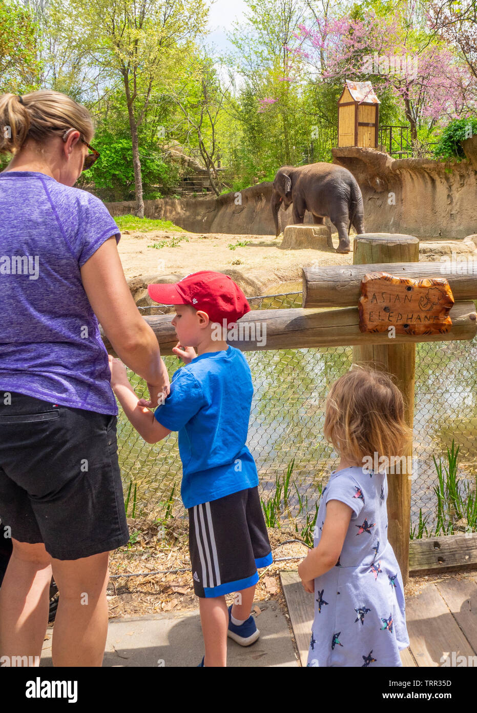 Madre e hijos vean elefante asiático en el gabinete en St Louis Forest Park Zoo, Missouri, EE.UU.. Foto de stock