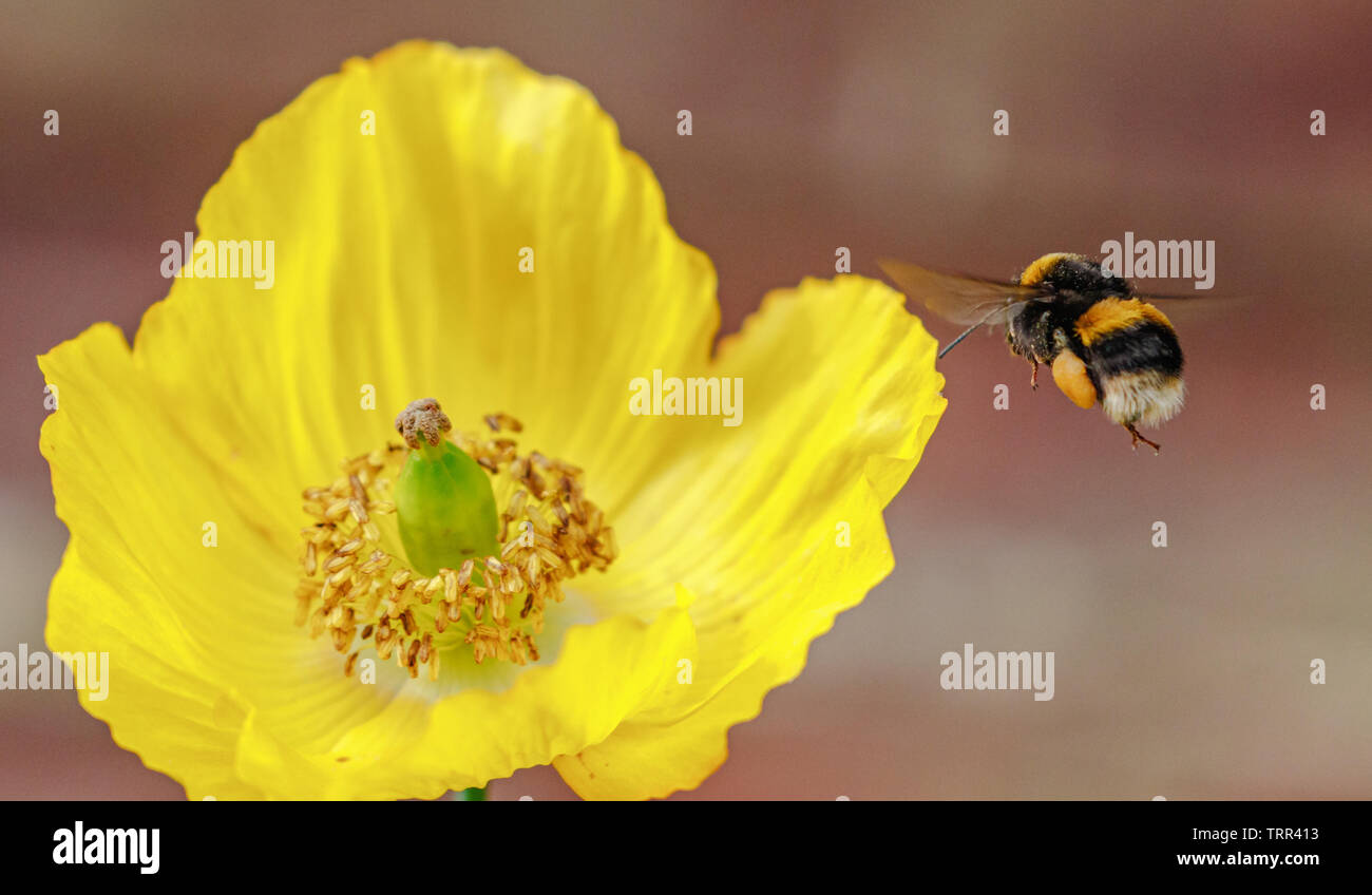 Bombus Lucorum, abejorro de cola blanca, volando hacia un amarillo amapola galesa. Foto de stock