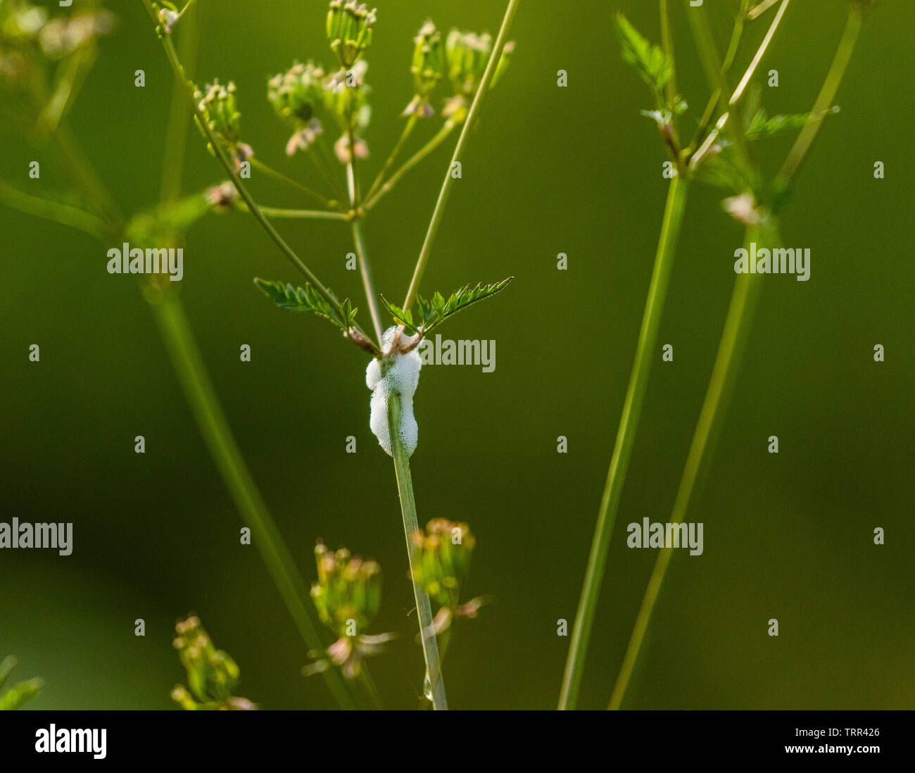 Spit (cuco spittlebugs) a la Vaca el perejil. Foto de stock