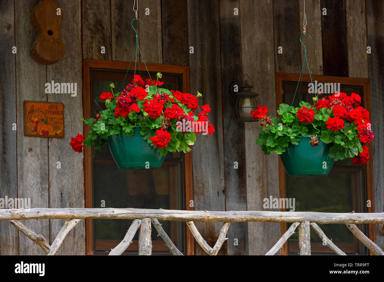 Los Geranios en macetas verdes colgantes por encima de una barandilla de  madera en un porche de madera Fotografía de stock - Alamy