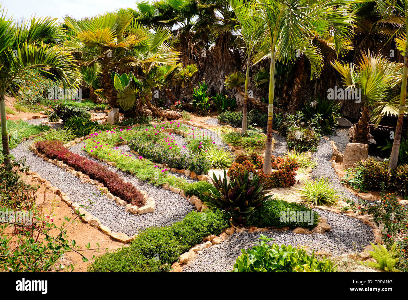 Dentro de los Jardines Botánicos de Viveiro, en la isla de Sal, Cabo Verde, África Foto de stock