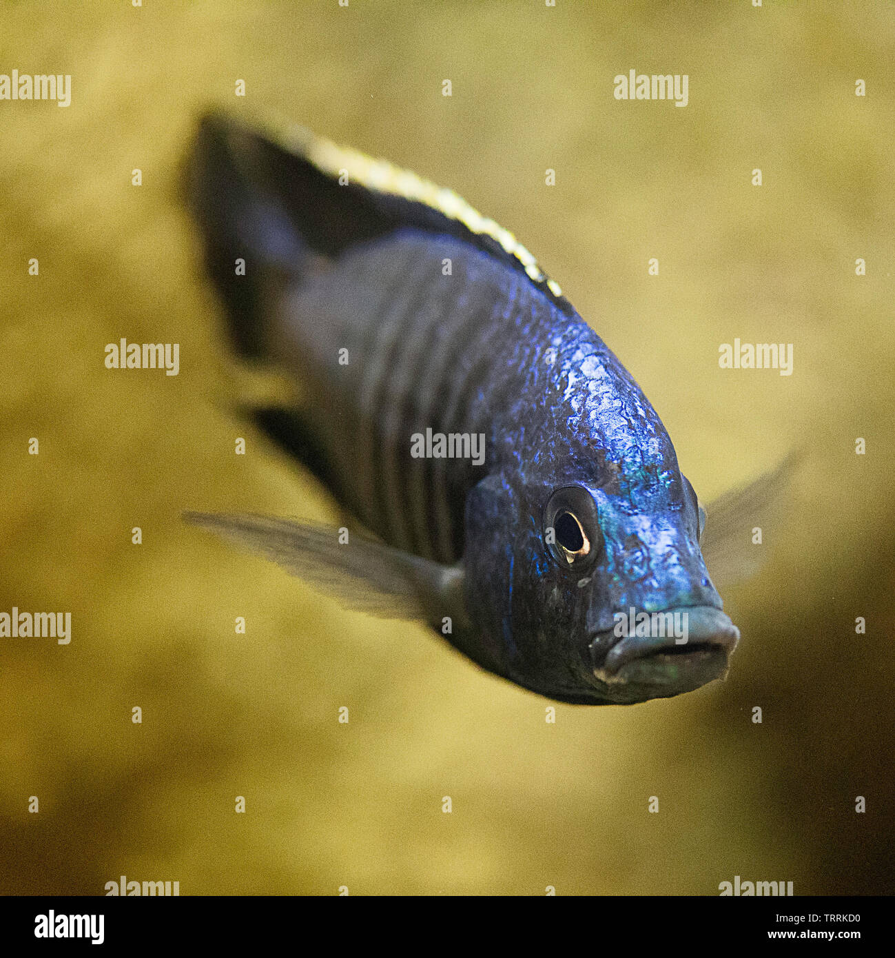 Imagen macro de un azul de cíclidos (Cichlidae) flotando en un acuario. Foto de stock