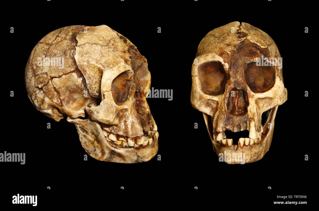 El Hobbit - homo floresiensis Foto de stock
