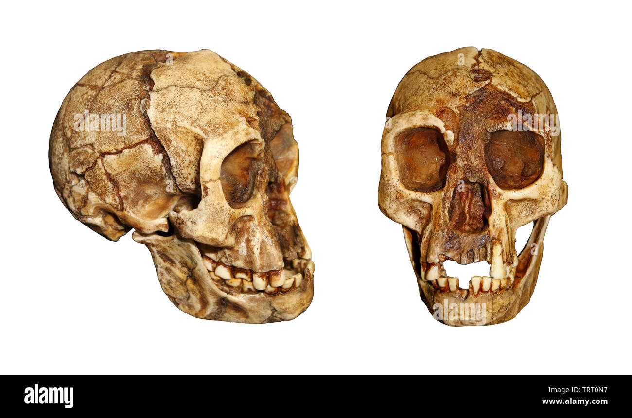 El Hobbit - homo floresiensis Foto de stock