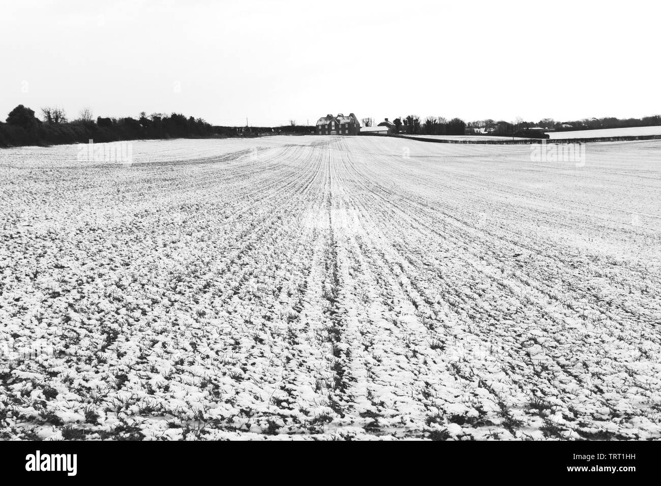 Los campos cubiertos de nieve fuera de Canterbury, Kent Foto de stock