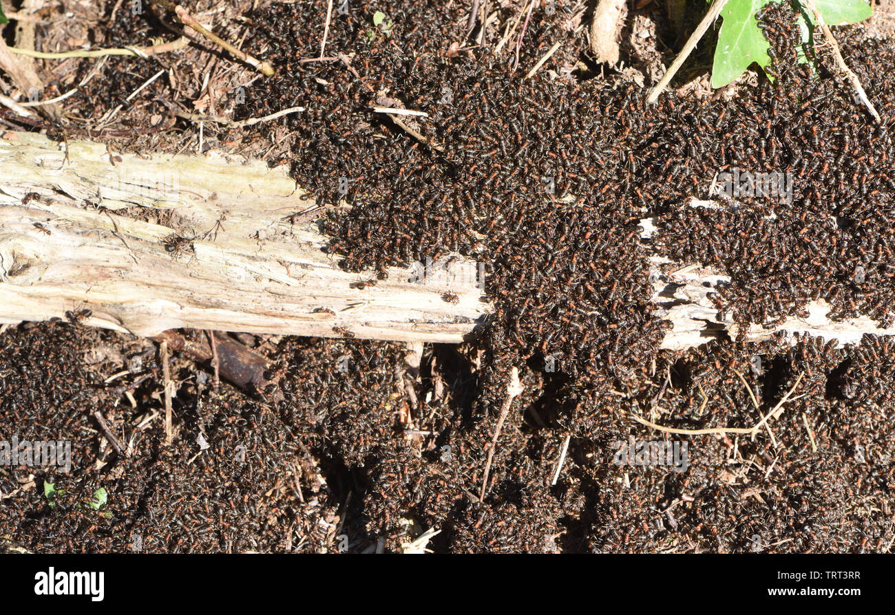 Las hormigas de madera (Formica rufa) se congregan en el sol en la parte superior de su nido en el bosque de pinos en un clima cálido y soleado día de febrero. Bosque Bedgebury, Ke Foto de stock