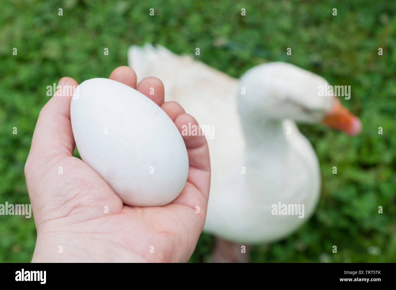 El hombre posee un gran huevo en frente de un ganso. Un huevo de ganso es  equivalente a unos tres huevos de gallina Fotografía de stock - Alamy