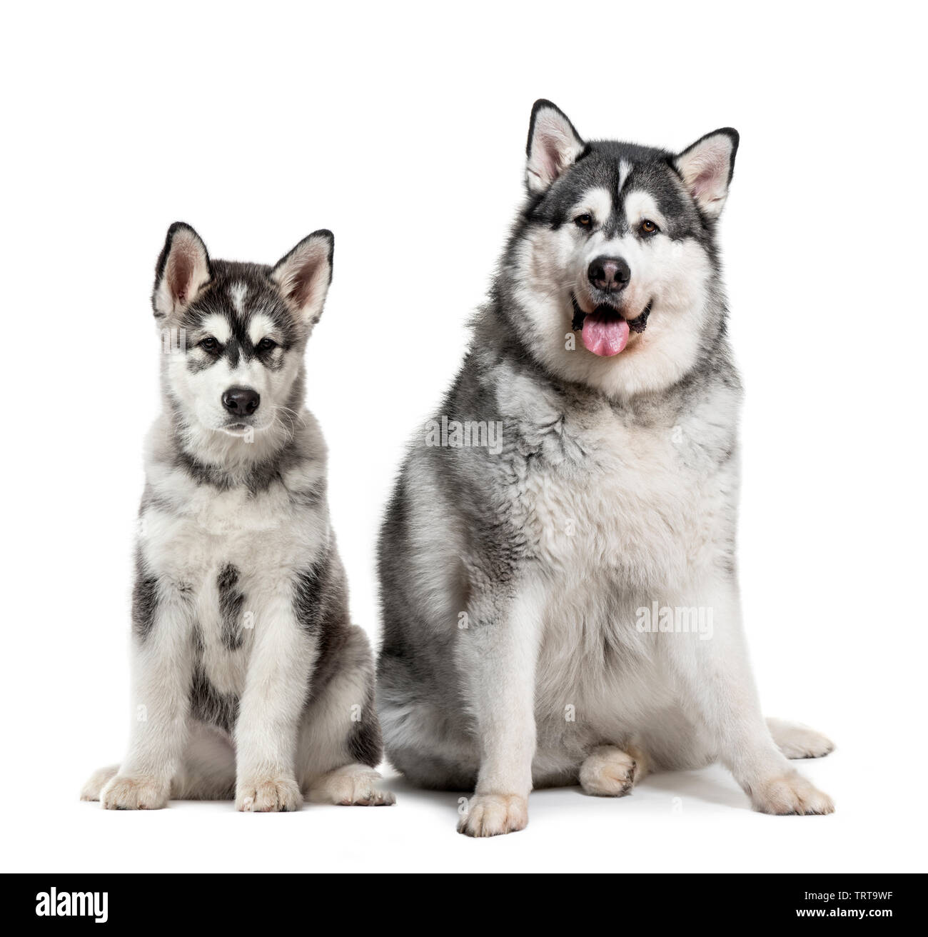 Cachorro y grasa Alaska Malamute adulto sentado delante de un fondo blanco  Fotografía de stock - Alamy