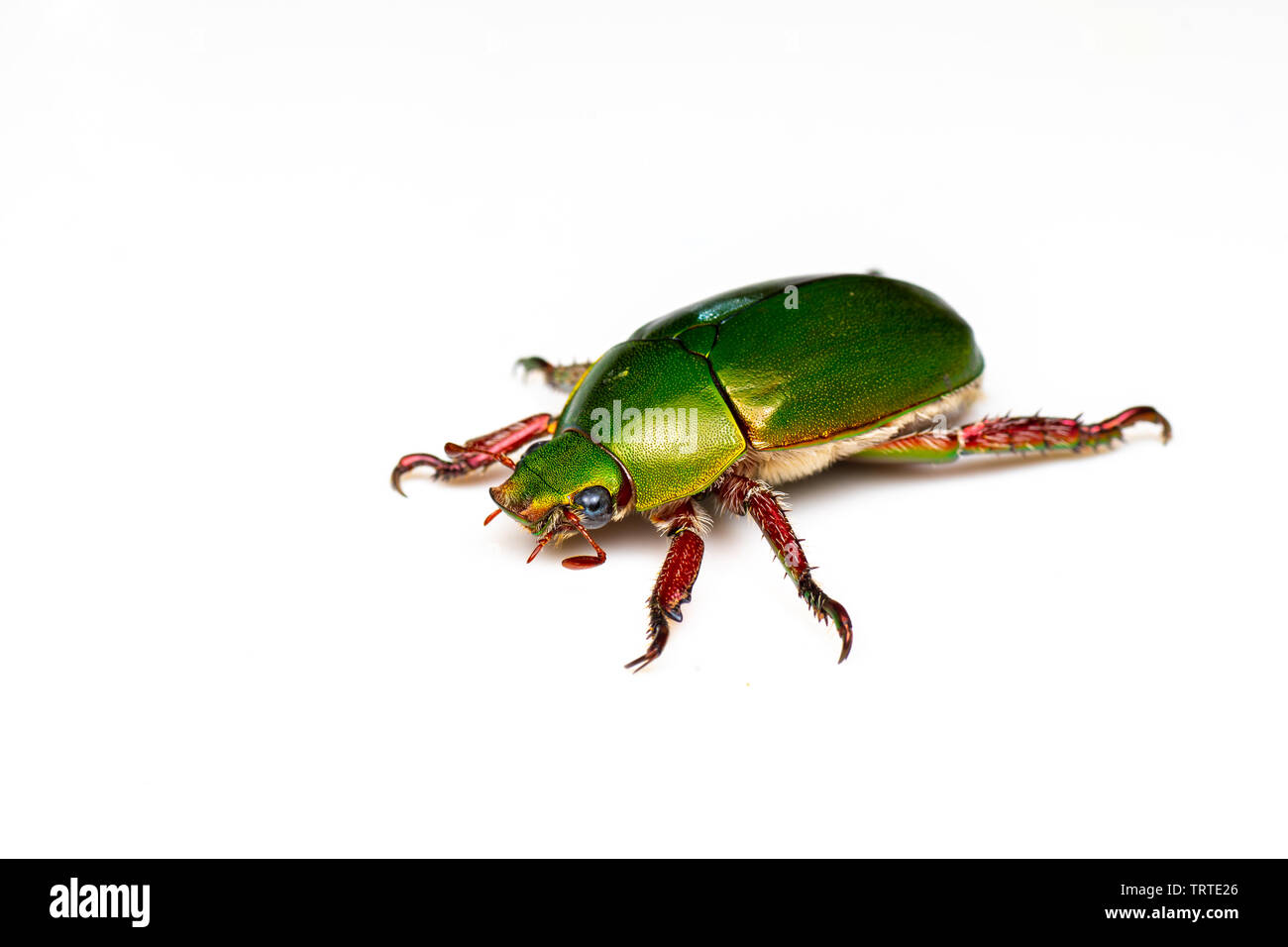 Verde y rojo metálico escarabajo, Navidad Anoplognathus sp, en las zonas tropicales de Queensland, Australia Foto de stock