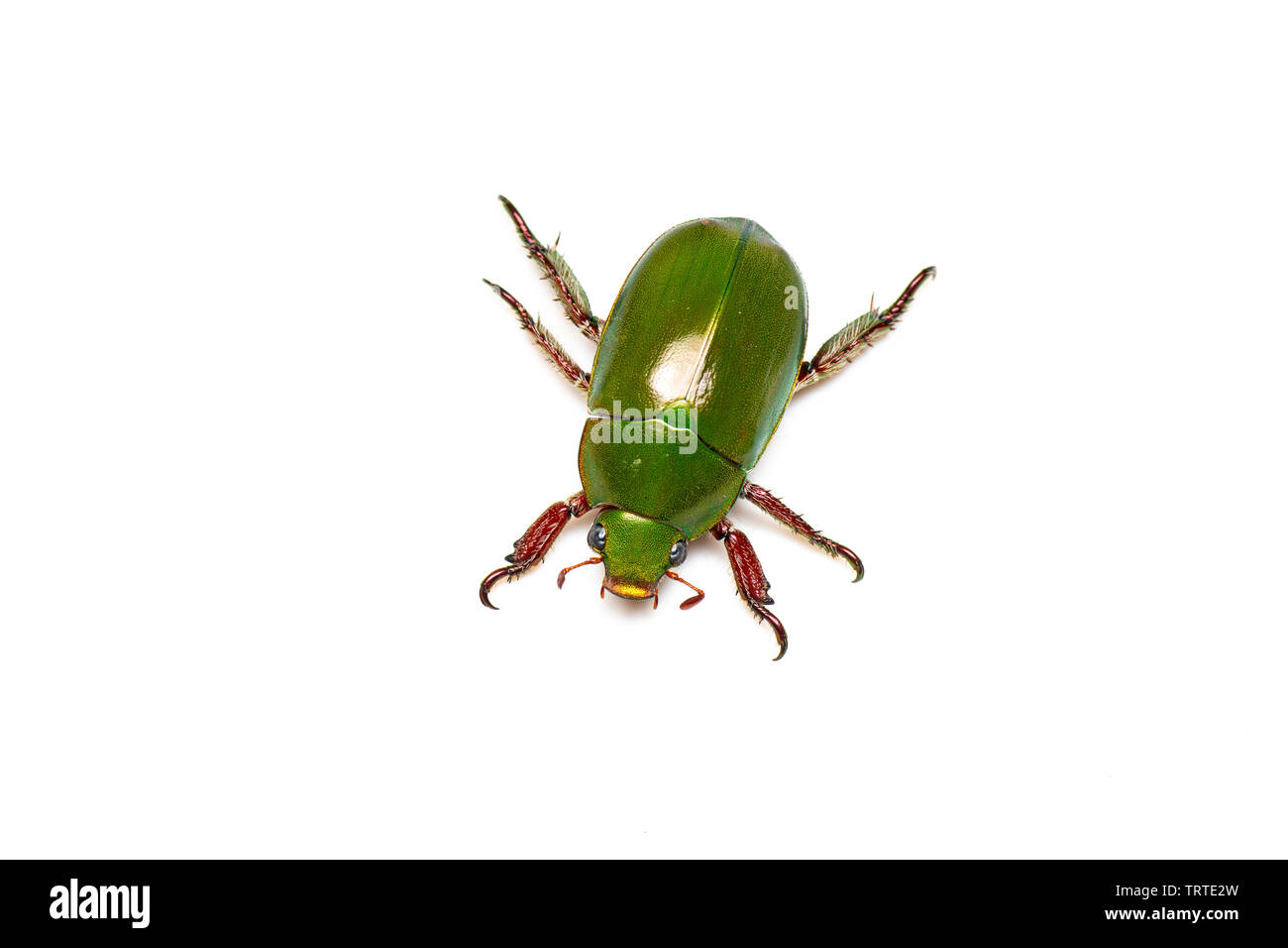 Verde y rojo metálico escarabajo, Navidad Anoplognathus sp, en las zonas tropicales de Queensland, Australia Foto de stock