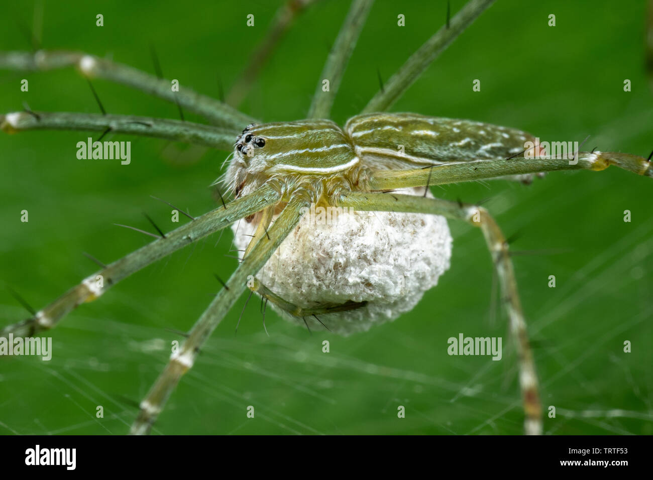 Hygropoda lineata fotografías e imágenes de alta resolución Alamy