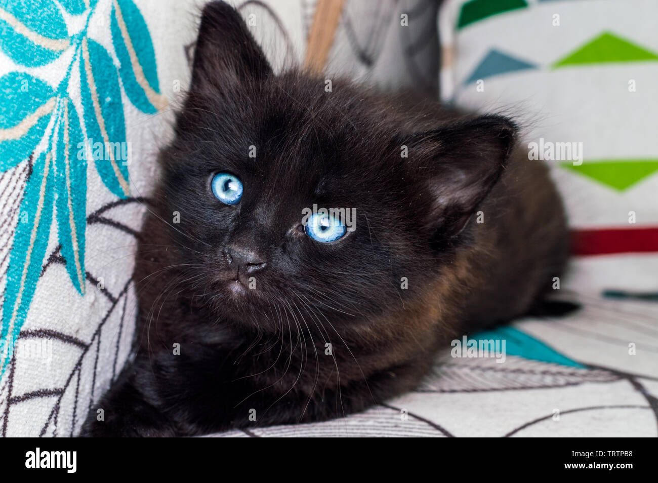 Gato negro con ojos azules fotografías e imágenes de alta resolución - Alamy