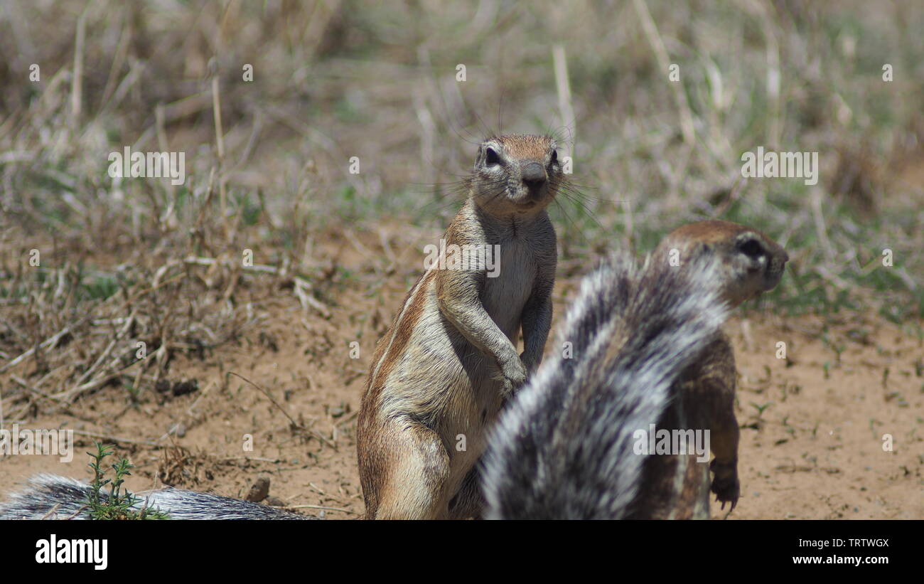 Suslik (suricata o) en Sudáfrica safari Foto de stock