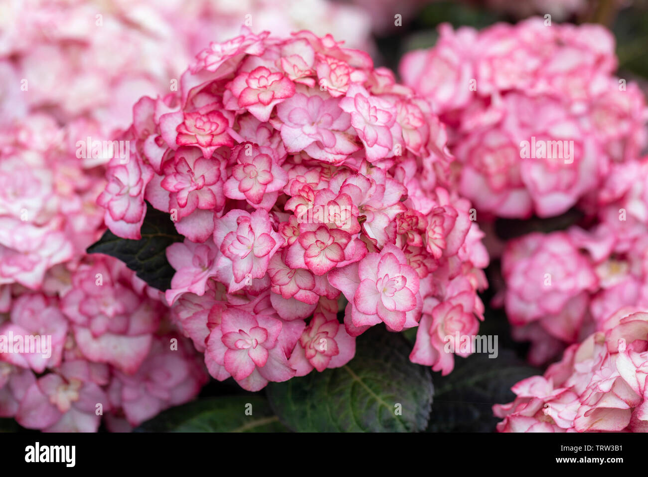 Hortensia enana fotografías e imágenes de alta resolución - Alamy