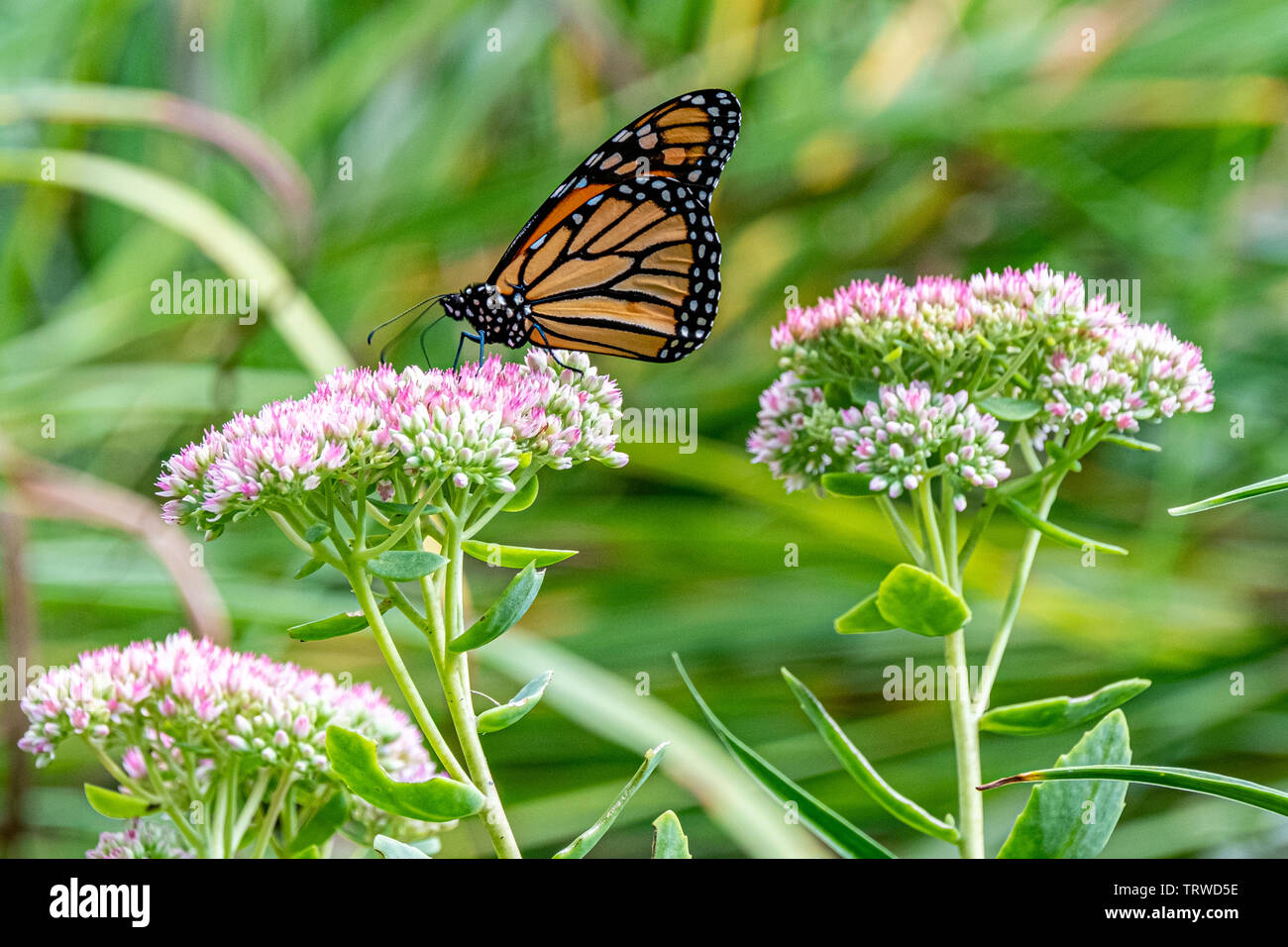 Mariposa Monarca Foto de stock