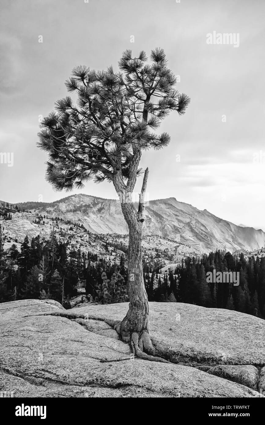 Tioga Pass Road,California, Lee Vining,Yosemite-Nationalpark,montañas,árbol,pinestones,Valle,Landschaftsaufnahme,Schwarz/Weiss Foto de stock