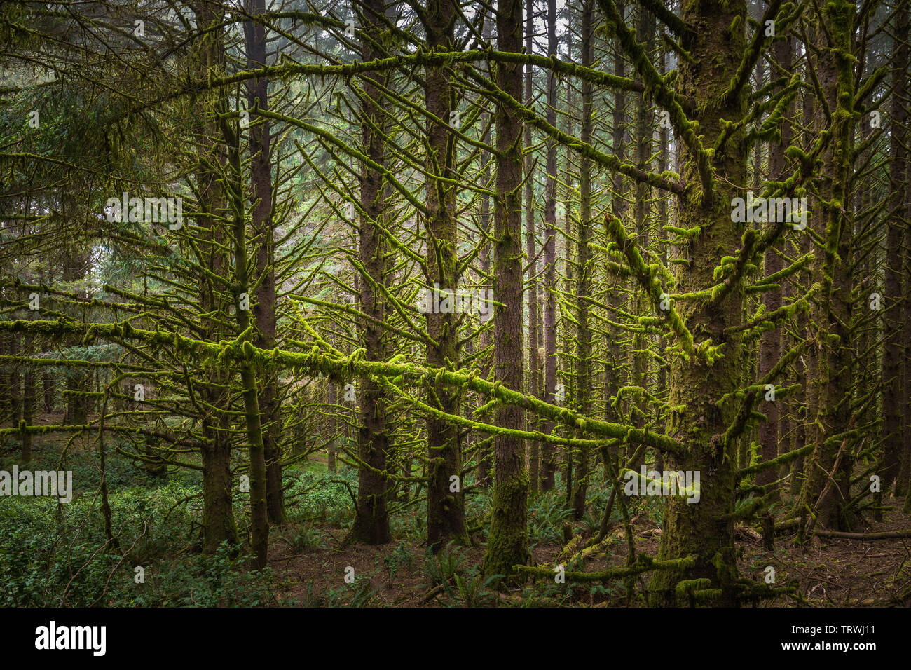 Los árboles en el Cabo Sebastian Estado Corredor escénico, un parque estatal en el estado norteamericano de Oregon, administrado por el Departamento de Parques y Recreación de Oregon. Foto de stock